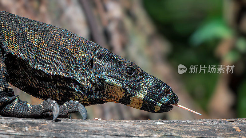 花边巨蜥(Varanus varius)